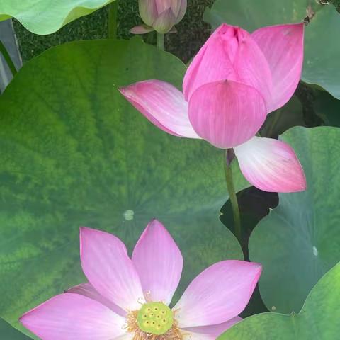 莫道桑榆晚，为霞尚满天——东荒峪镇后韩庄学区举办老教师光荣退休仪式