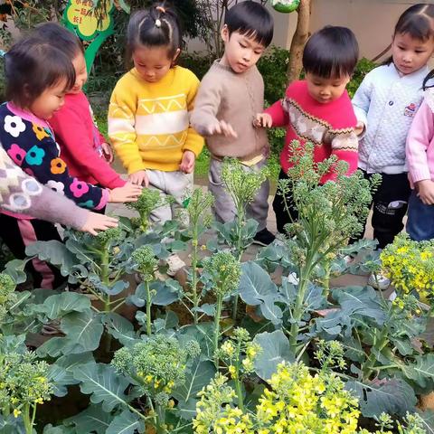 【荔浦市第二幼儿园·班本课程故事】小一班《种子的秘密》