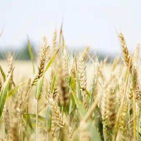 芒种至•盛夏始——深圳市坪山区文汇幼儿园大一班第十八周升旗仪式