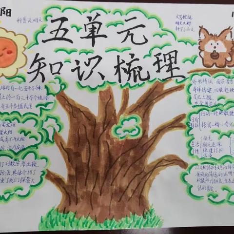 说明文——五年级单元知识梳理手抄报展示