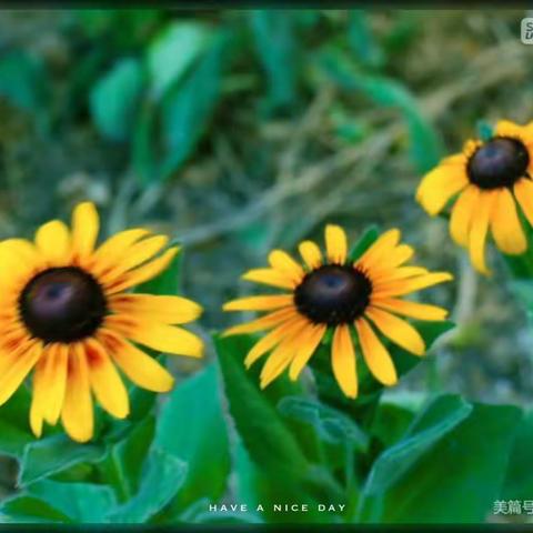 乘风破浪，扬帆起航一一开栅镇九年一贯制新教师课堂教学活动政史组