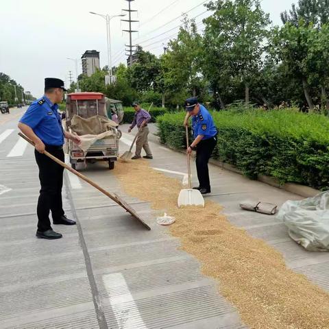 夏粮抢收   县城管局工作队在行动