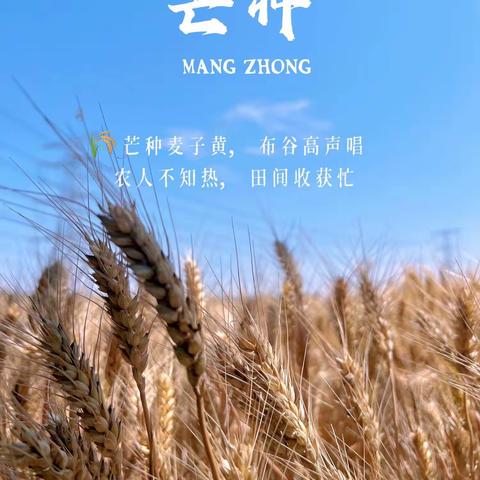 芒种芒种🌾幸福播种——惠民县艺智幼儿园芒种主题活动