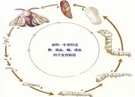 我的养蚕日记
