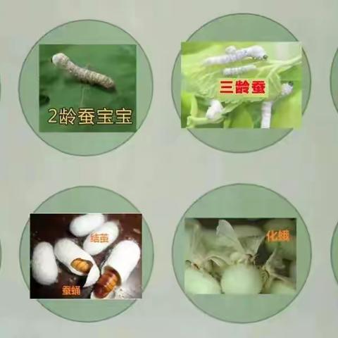 我的养蚕日记