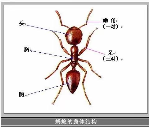 金凤区翡翠公园幼儿园中二班课程故事—《小蚂蚁，大探索》