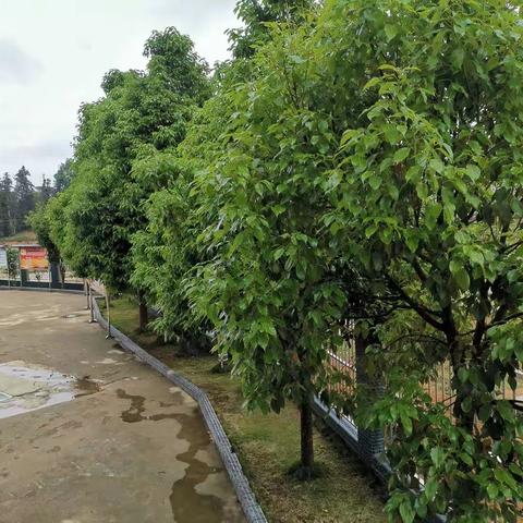 绿在身边 花在眼前—大坪镇漫马小学开展绿美校园建设记