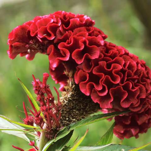 小一班班花：鸡冠花