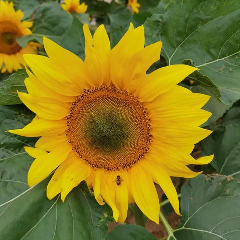 向阳而生   一路花开🌻🌻🌻一一班暑假托管第三周纪实