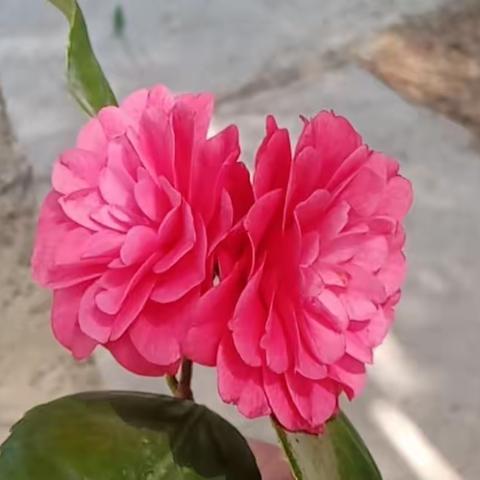 以“研”促教    师生共成长