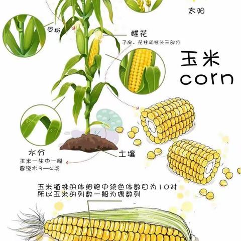 玉米的生长过程