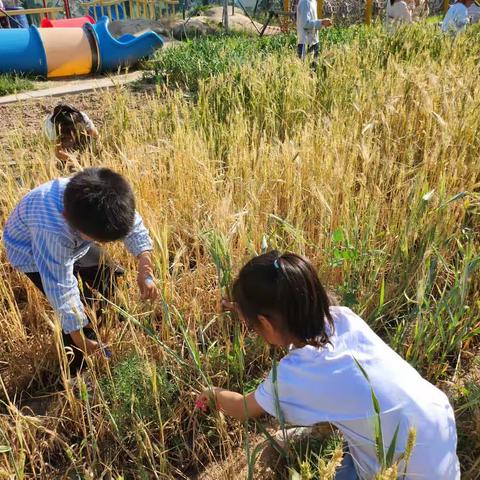 风吹麦浪，收获成长                  ——利津县陈庄镇集贤幼儿园开展麦收劳动实践活动