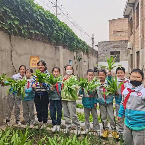 夏日悠悠 蔬香浓浓——东张小学三年级蔬菜收获纪实