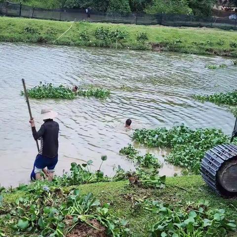 秀英区组织开展苍原沟水浮莲清理整治行动