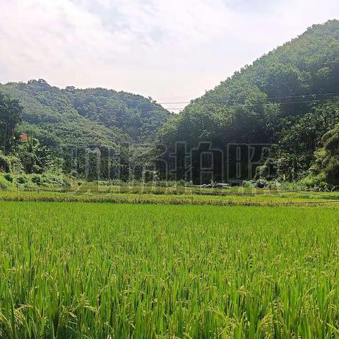 五指山市毛阳镇生态网格员持续开展巡查田间地头工作