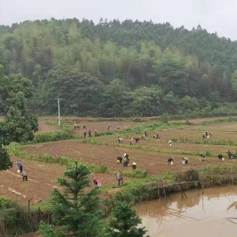 岳峰诗社赴腰塘采风