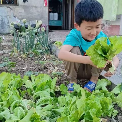 我是爸妈小帮手———福佑路小学二四班劳动教育实践篇之做家务