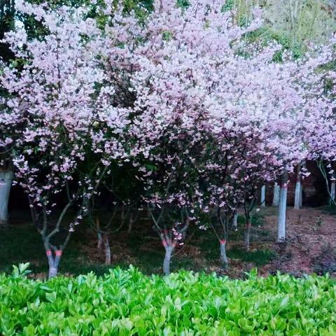 繁花