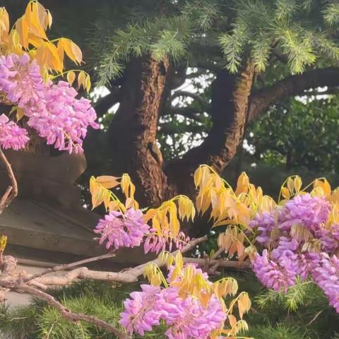 吟苑盛开的紫藤花