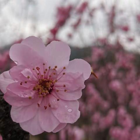 向阳成长  一路芬芳