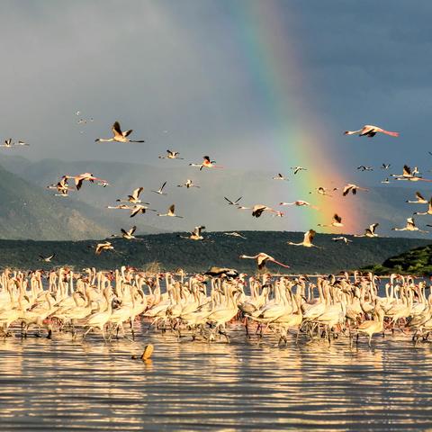 非洲之行（陆）—BOGORIA火烈鸟（Flamingo）的天堂