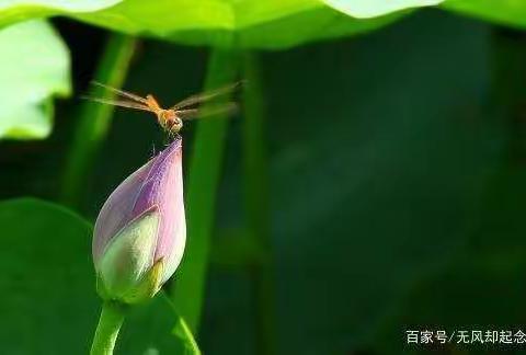 小荷才露尖尖角，早有蜻蜓立上头——停课不停学，我们的成长历程