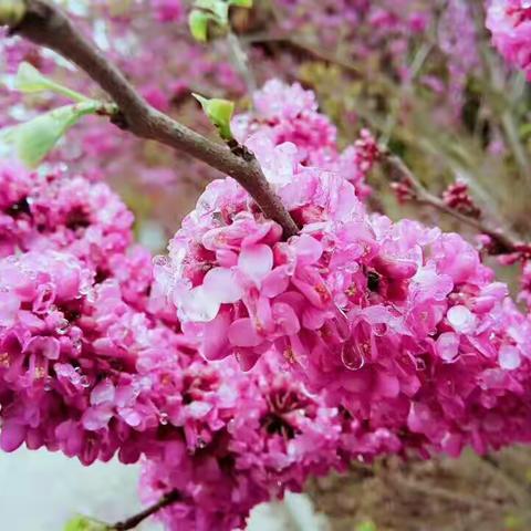 陌上花开，时光无悔------枣庄市实验学校八年级一班《写给未来的自己》