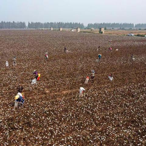 黄盖镇广坪村棉花种植示范基地工作展示