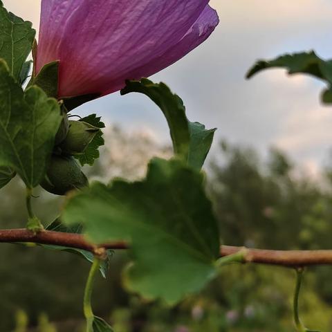 各种花花草草