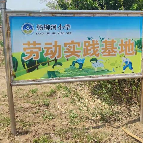 杨柳河小学太空种植活动