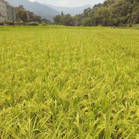 绝不用农药化肥除草剂转基因，农场生态香米，现在长势很好，看来今年大家有口福了呵！