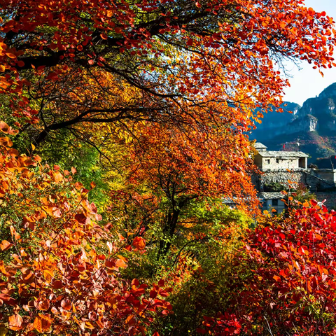 羊倌：带你看太行红叶一山西平顺段