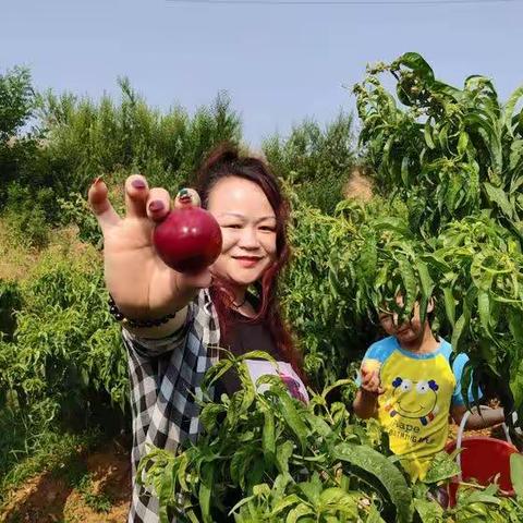 大套山油桃采摘受追捧