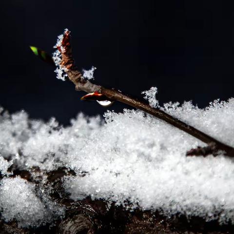 乍暖还寒踏雪寻梅