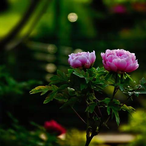 “春来谁作韶华主，总领群芳是牡丹！” 2018第36届洛阳牡丹文化节，各种颜色的牡丹花，争奇斗艳！……