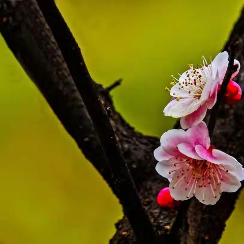 《咏梅》 摄影及制作-老飙