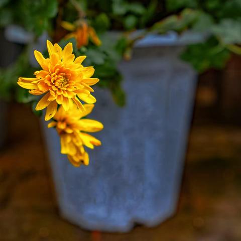 秋天的脚步！秋日的私语！