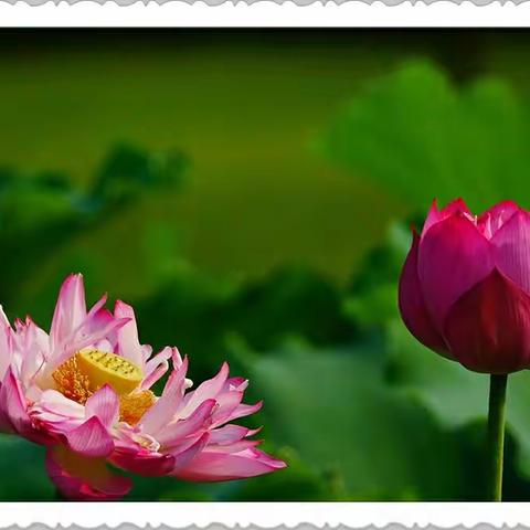 七，八月正值赏荷的好时光，隋唐，国花园，音乐喷泉，会盟荷花园的荷花开的正艳，我要把最美奉献给亲爱的朋友……。