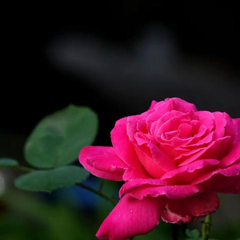 做人，要真！谨以此篇献给我最知心朋友，愿真情永在！友情天长地久！