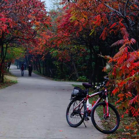 金秋红叶红，周山花更艳！赏周山红叶拾零……