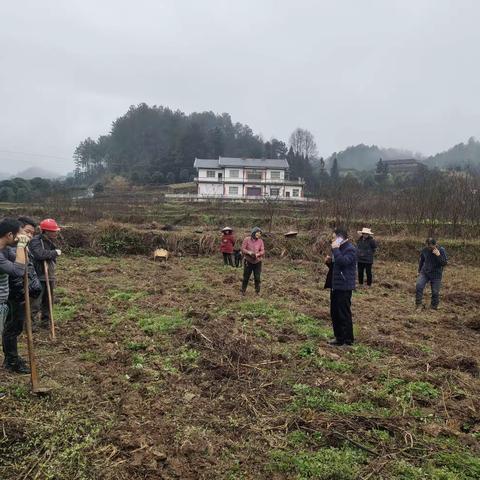 潘书记调研桑苗移栽并指导村当前工作