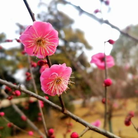 记录美好——（手机随拍四）