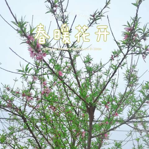 “春暖花🌸开，趣寻春”华篮幼儿园小班踏春活动