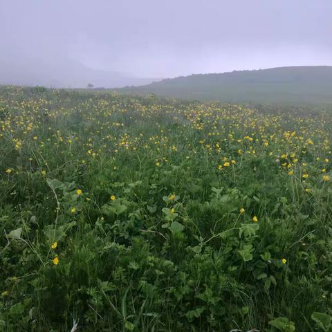 大美西阎——历山花草