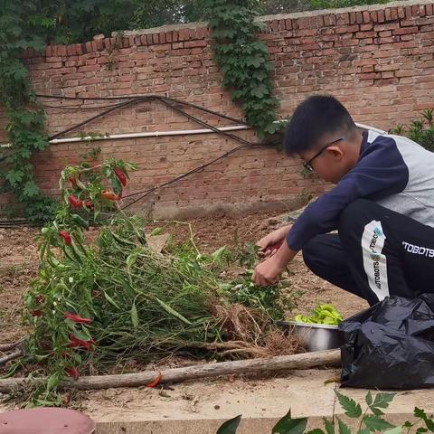 品味中秋意蕴 尽享劳动乐趣——五年级二班杨威聪