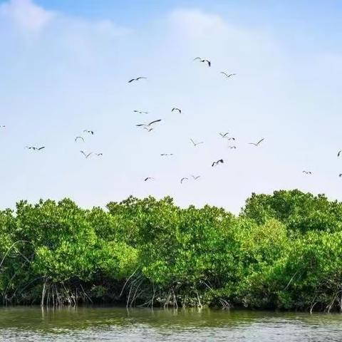 走近红树林，践行生态文明思想