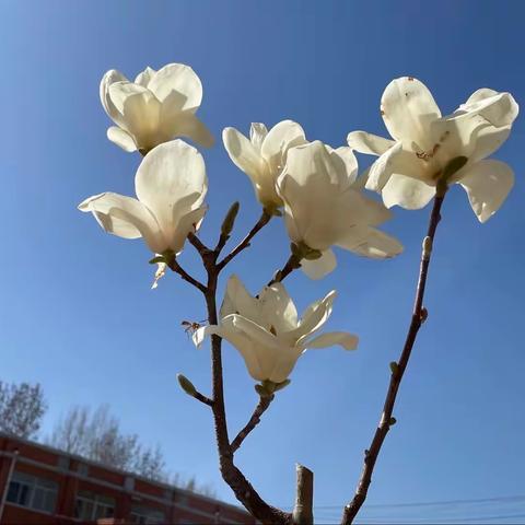 严格落实十项准则 争做新时代“四有”好老师---《新时代中小学教师职业行为十项准则》