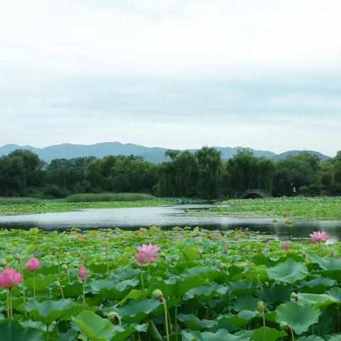 圆明园的荷花（上）