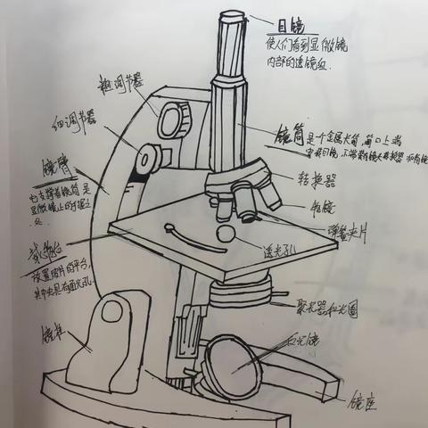 我眼中的微小世界👁