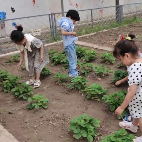 大一班种植园活动